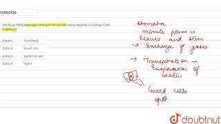 The cause of the opening or closing of the stomata mainly depends on change in the turgidity of [upl. by Nisen396]