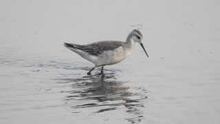 Wilsons Phalarope Marshside RSPB Sep 2024 southliverpoolbirderrspb ribble phalarope birds [upl. by Poirer]