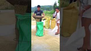 The method of quickly loading grain into a bag in action [upl. by Tsenre740]