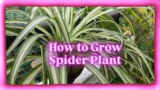 How to Grow Spider Plant indoorplant garden [upl. by Lekym]