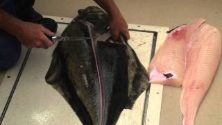 How to fillet a halibut [upl. by Yadnus]