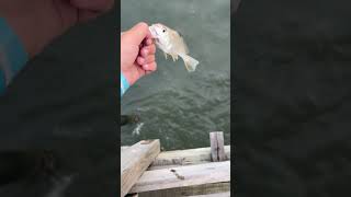 Croaker￼ release off the peer fishingvideo fishing saltwaterfish ￼ [upl. by Uyerta]