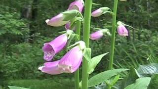 Poison Plants series Foxglove 1wmv [upl. by Dnomyad]