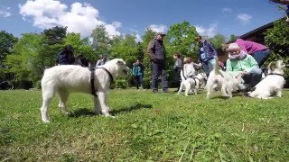 Reunion  Parson Russell Terrier litter meetup [upl. by Anaujahs459]