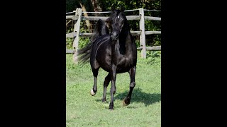 Black Arabian Mare HuRavens Katera at Hughes Arabians [upl. by Ecirtram]