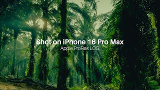 iPhone 16 Pro Max  Cinematic  4K  Apple Log  ProRes  Palm Forest [upl. by Courtnay516]