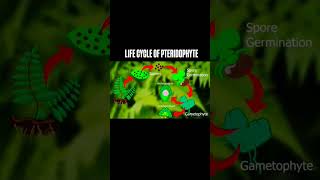 Life cycle of pteridophytes botany plantbiology youtubeshorts [upl. by Philcox504]