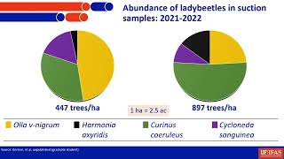 Beneficials for Management of ACP  Predators Parasitoids Entomopathogens [upl. by Bodrogi]