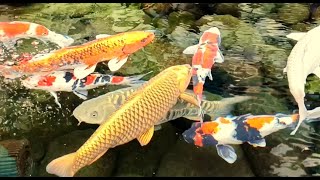 KOI FISH Ikan Hias Jepang Warna Warni  WATER Sound Relaxing HD [upl. by Ahsiekyt]