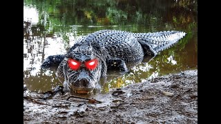 Crocodilians Edit [upl. by Phyl]