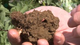 Techniques to Improve Soil Health  Learning From The Land [upl. by Tinaret]