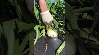 Microplastics in Your Onions 🧅 [upl. by Read]