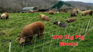 100 head pastured pig group tour in 5 min 130k worth of pork farming pigs realpigfarming [upl. by Sevart]