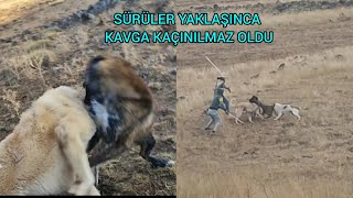 KÖPEKLER BOĞUŞTU DUMAN DURMADI REŞO VE POZGEWR KAVGA ETTİ FULL AKSİYON [upl. by Nalaf]