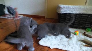 Playing Blue Lightning Chartreux kittens [upl. by Valorie]