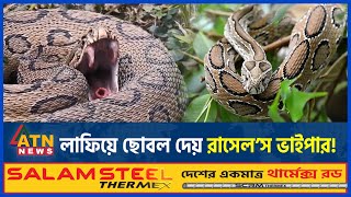 যে কারণে ছড়িয়ে পড়ছে রাসেলস ভাইপার সাপ  Russells Viper  Snake  Russells Viper Panic  ATN News [upl. by Puglia]