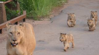 Lioness with Cubs in Pilanesberg National Park  022017  South Africa [upl. by Eus437]