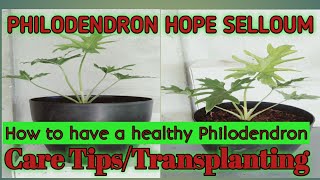 Transplanting Philodendron Hope SelloumTree PhilodendronCare Tips [upl. by Naehgem]