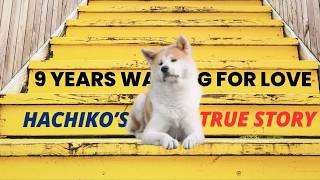 Have You Heard Hachiko’s Story A Tale of True Loyalty  Facts Tea 20 hachiko dog [upl. by Tedra]