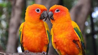 Sun Conure talking 💝 [upl. by Airekahs]