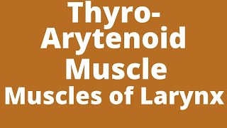 Thyroarytenoid muscle  Intrinsic muscles of larynx  thyroarytenoid muscle action  Anatomy [upl. by Rebhun24]