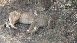 Lioness Hears Baby Crying [upl. by Ronoel631]