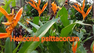 Heliconia plant caring How to propagate EP17 [upl. by Nnazil]