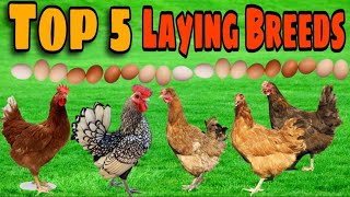 Top 5 BEST Egg laying Chicken Breeds [upl. by Arraeit916]