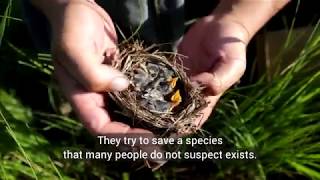 The first ever translocation of Aquatic warbler from Belarus to Lithuania [upl. by Eelta]