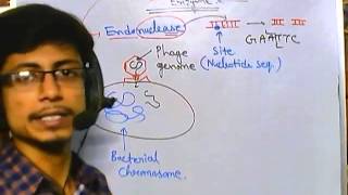 What are restriction enzymes [upl. by Ahsienak469]