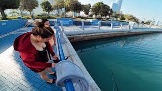 Barracudas in CORNICHE ABU DHABI  Light set up [upl. by Bank]