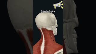 Understanding the Splenius Capitis Musclebodyanatomy 3danimation science anatomy anatomytuition [upl. by Hpsoj]