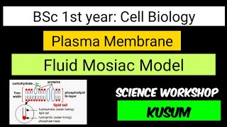 Plasma Membrane  Fluid Mosaic Model  Cell Biology  BSc 1st year  Kusum  Science Workshop [upl. by Tannie]