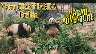 MACAU GIANT PANDA PAVILLION [upl. by Armil]