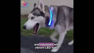 Rechargeable LED Pet Collars [upl. by Dwayne]