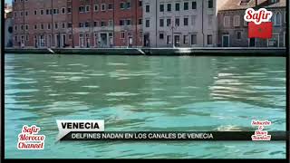 Delfines en Venecia [upl. by Perrins212]