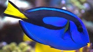 Paracanthurus hepatus  Хирург голубой [upl. by Aleet701]