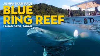 Jumpa Ikan Paus Blue Ring Reef Lahad Datu Sabah [upl. by Stephi]