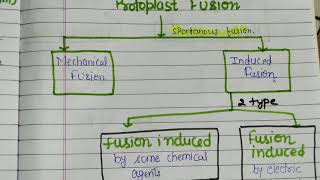 Protoplast fusion [upl. by Alolomo518]