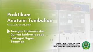 quotJaringan Epidermis dan Derivat Epidermis di Berbagai Organ Tanamanquot [upl. by Atteuqahc146]