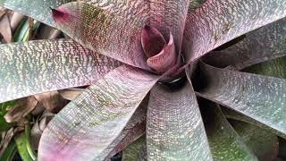 BROMELIAD VRIESEA [upl. by Naujid]