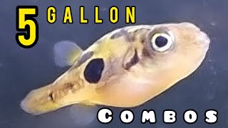 4 GREAT Fish Combos for a 5 GALLON AQUARIUM [upl. by Ecnadnak]