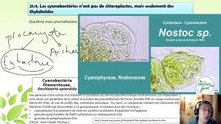 O54 Cyanobactéries et autotrophie CN [upl. by Neih]