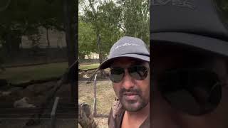 Animal lover adventure tour 2024 Suchhikumarlive videoshort reel2024 casela01 lionwalk [upl. by Hpeosj398]