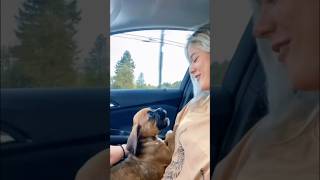 boxer puppy first howl 🥹 shorts boxer puppy pets funny dog dogs viralvideo [upl. by Nenad44]