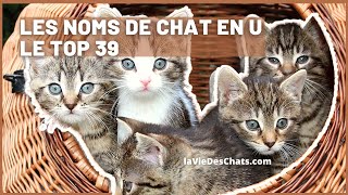 Quels noms de chat en U  le Top 39 [upl. by Ataliah]