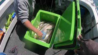 Westernport snapper and King george whiting 29 oct [upl. by Katalin]