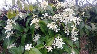 Pruning Clematis Armendii [upl. by Eidnak]