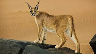 Exploring the Fascinating World of the Caracal Cat A Closer Look at the Caracal Cat [upl. by Nosemyaj]