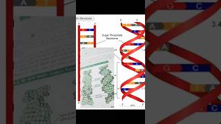 Polynucleotide chaingk [upl. by Eryn715]